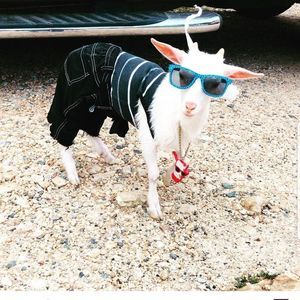 Meet your Posher, Tyrin